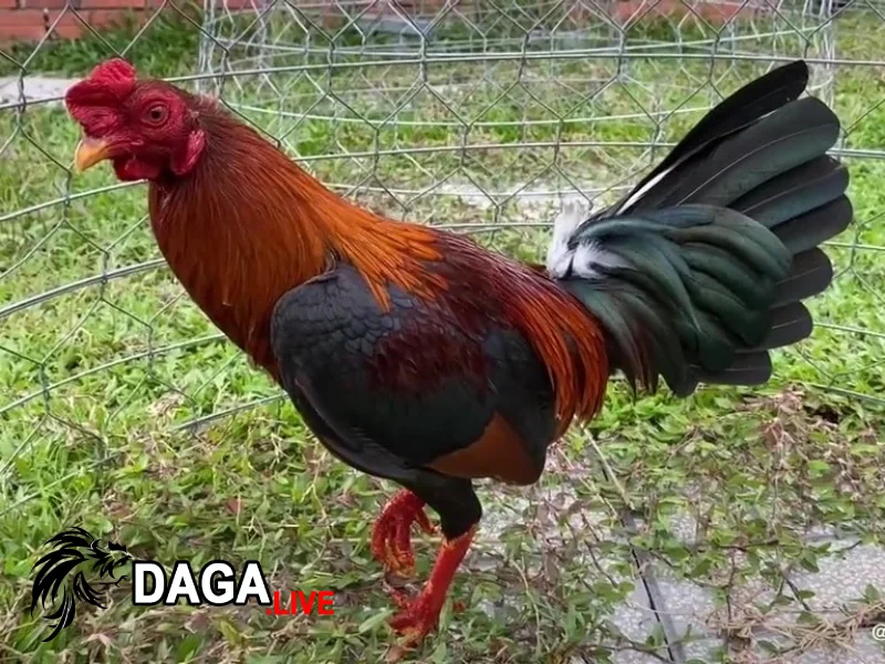 Gà đá Asil – chiến kê châu Á