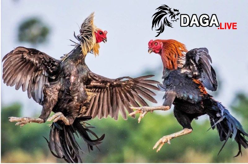 Tìm hiểu về giống gà đá hay nhất hiện nay