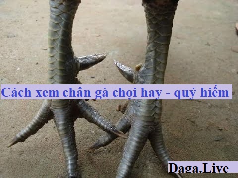 Cách xem chân gà chọi hay