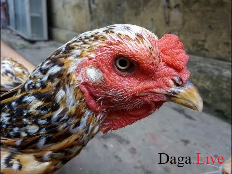 Ánh mắt gà mái chọi