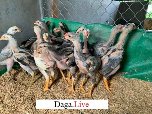 chăm sóc gà chọi con