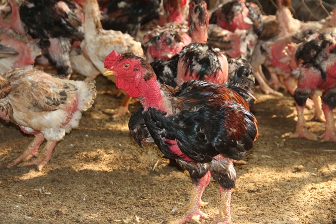 Đặc điểm kỹ thuật nuôi gà đông tảo