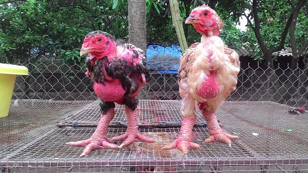 Chăm sóc gà đông tảo như thế nào?