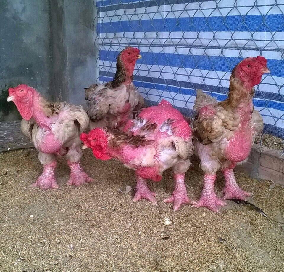 Kỹ thuật nuôi gà đông tảo