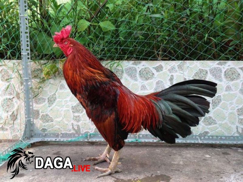 Phương pháp xem màu mạng đá gà có thực sự hiệu quả không?