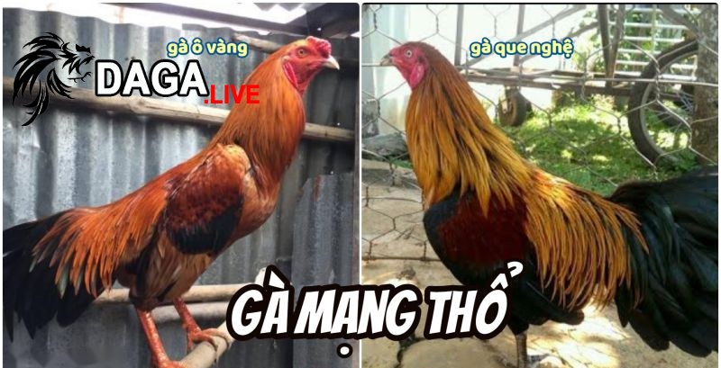 Màu mạng đá gà tương ứng với từng mệnh