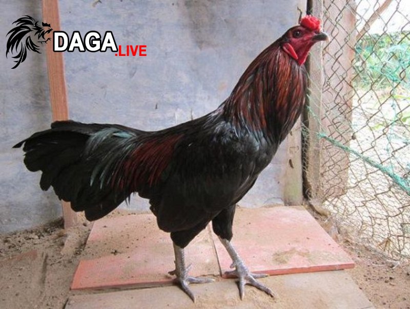 Màu mạng gà đá là gì?