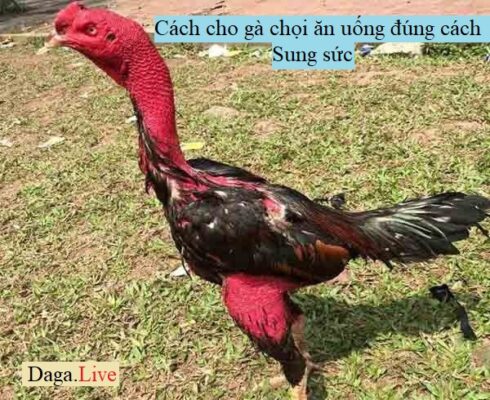 cách cho gà chọi ăn uống