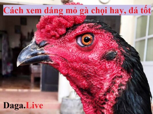Cách xem dáng mỏ gà chọi hay, đá tốt