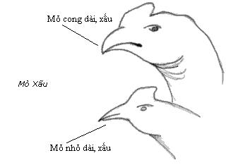 Cách xem mỏ gà chọi