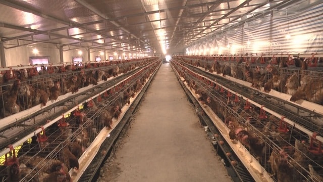 mô hình nuôi gà nghe nhạc