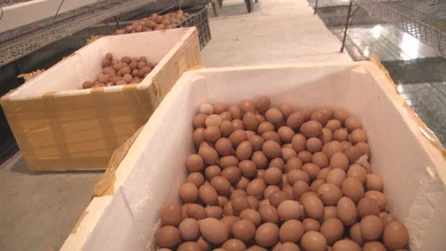 mô hình nuôi gà nghe nhạc