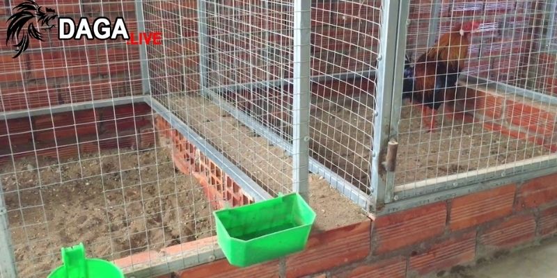 Giữ khoảng cách an toàn, cân nhắc thiết kế chuồng