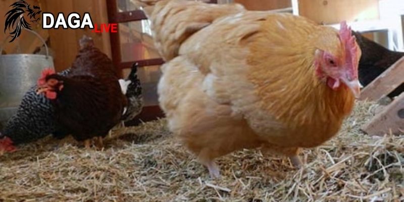 Loại gà và giai đoạn phát triển của chúng quyết định bởi nhiệt độ