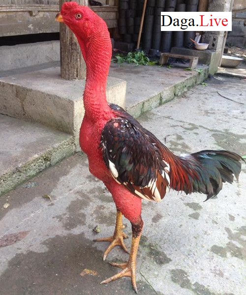 Gà chọi ngoại hình đẹp
