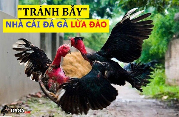 Chiêu để tránh các nhà cái bất nhân tính