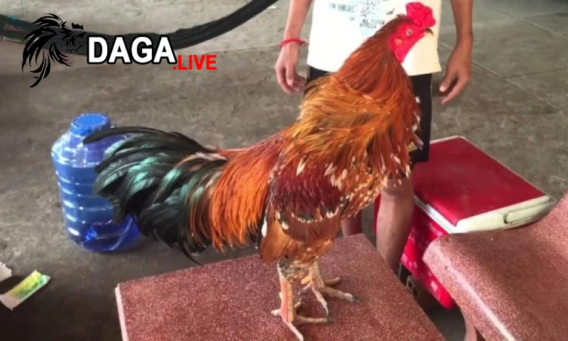 Tìm hiểu gà cọp là gì?