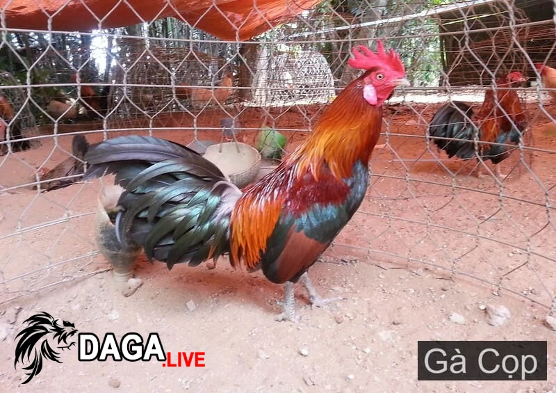 Giá trị của những con gà cọp