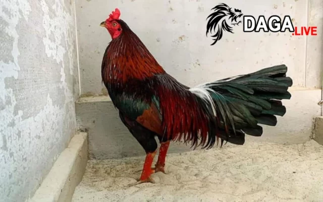 Các thông tin về những con gà cọp Campuchia đẳng cấp