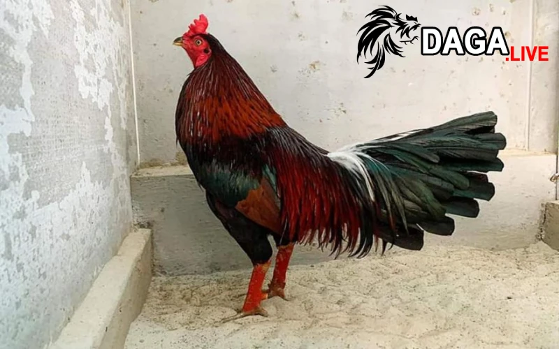 Các thông tin về những con gà cọp Campuchia đẳng cấp