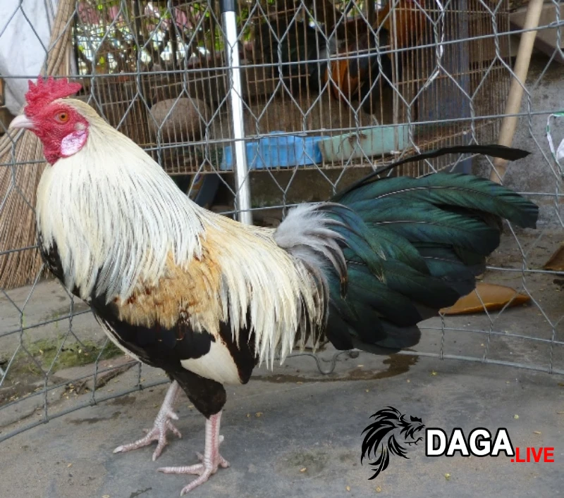 Các thông tin về những con gà cọp Campuchia đẳng cấp