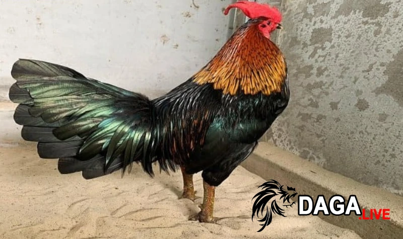 Gà cọp thường đá ở đâu