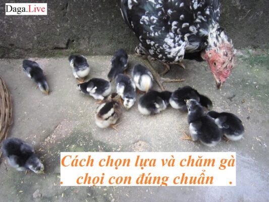 cách nuôi gà chọi con