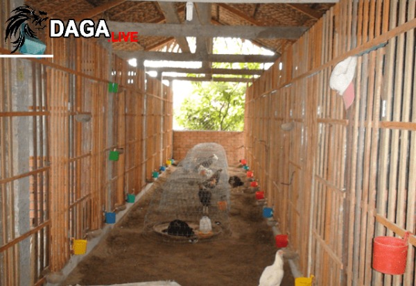 Khó khăn khi nuôi gà tiền tỉ.