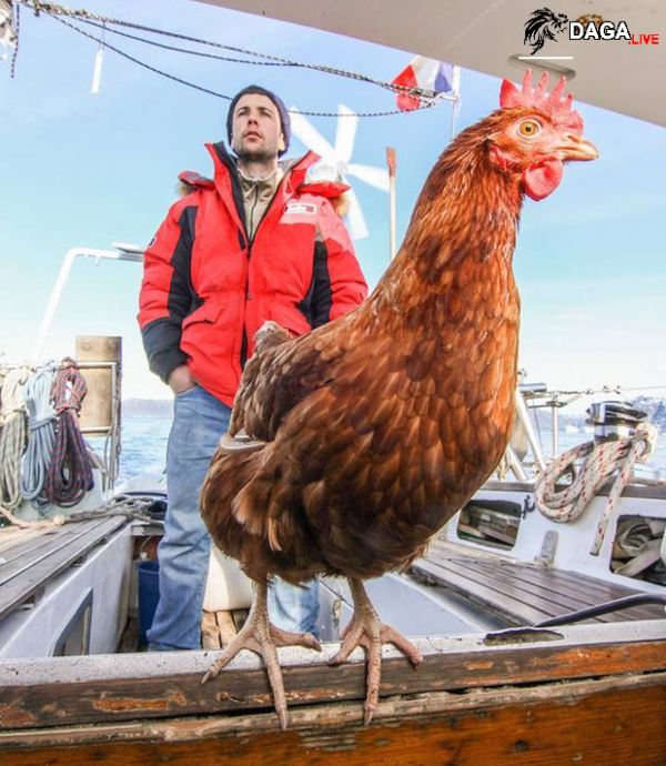 Du lịch khắp 5 châu với bạn gà mái