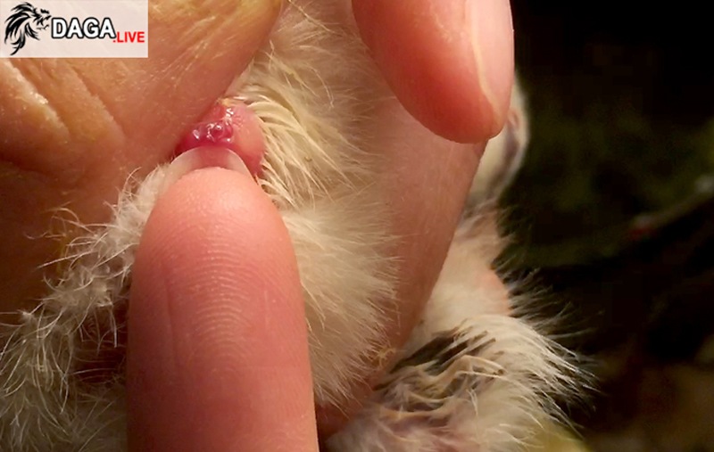 soi giới tính gà