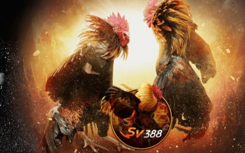 sv388-truong-ga-quy-mo-tam-co-nhat-campuchia