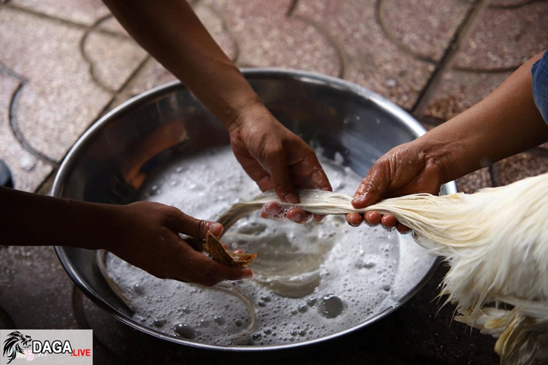 Anh Hiền tắm cho giống gà đuôi dài Onagadori màu trắng