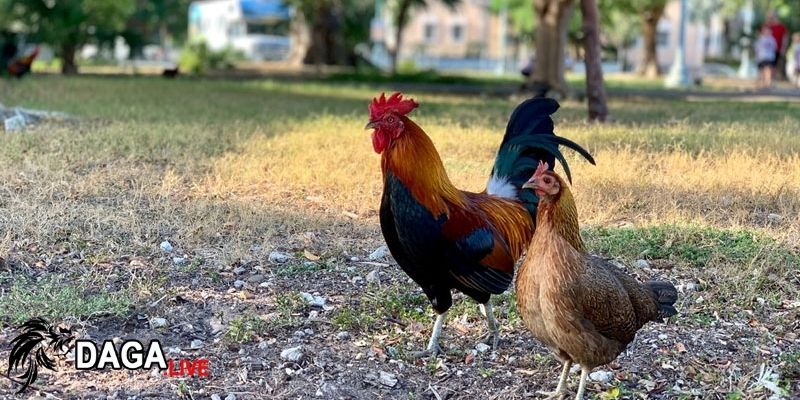 Di cư, luyện tập và nghịch đùa