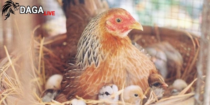 Tập tính sinh học ở gà là một tập hợp các đặc điểm và hành vi tự nhiên