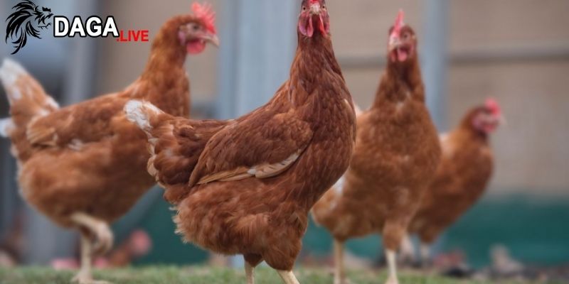 Tập tính tìm kiếm thức ăn