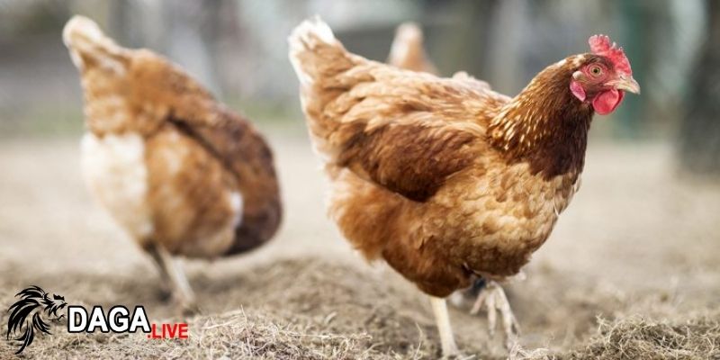 Giao tiếp và hành vi tự chăm sóc