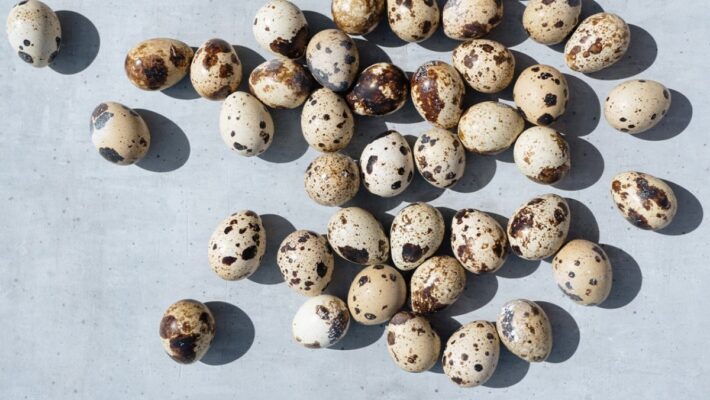 Vào mồi cho gà chọi bằng trứng cút