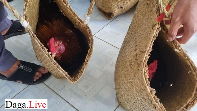 Hai con gà - đá gà ăn tiền