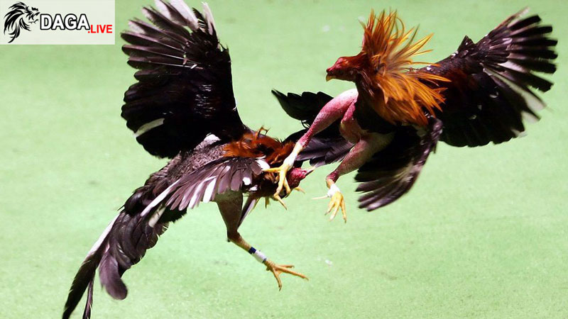 đá gà tại Puerto Rico