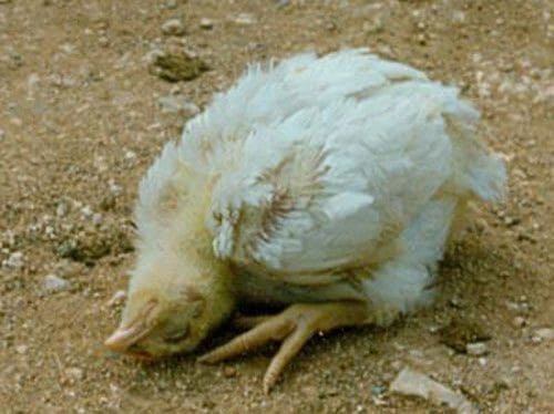 Triệu chứng của bệnh