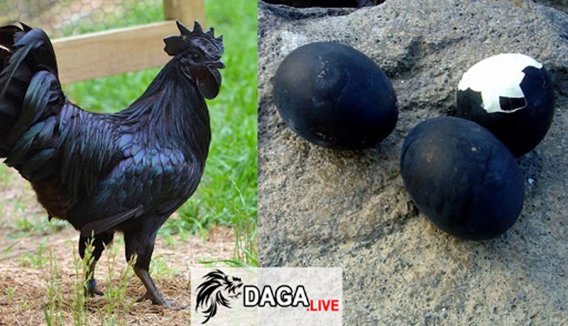 Giống gà mặt quỷ quý hiếm và đắt tiền