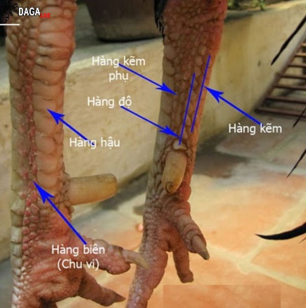 Chân gà chọi