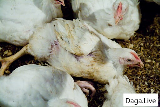 Các loại bệnh thường gặp ở gà chọi