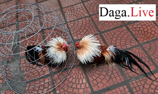 Gà đá cựa sắt chạy lồng