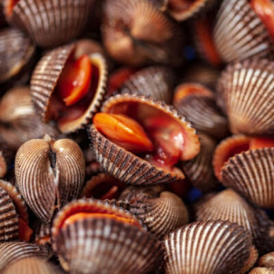 Vào mồi cho gà chọi bằng sò huyết