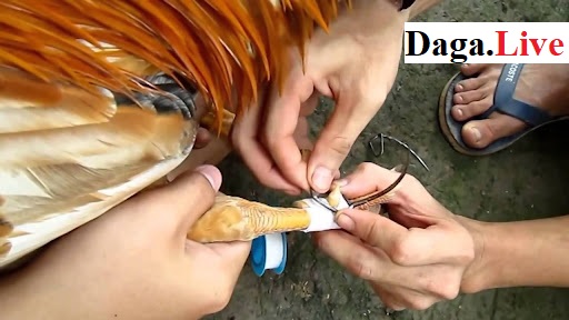 Cách băng cựa gà