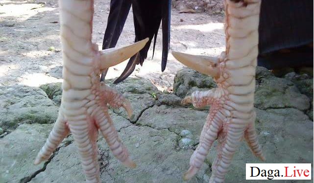 Cựa chân gà chọi