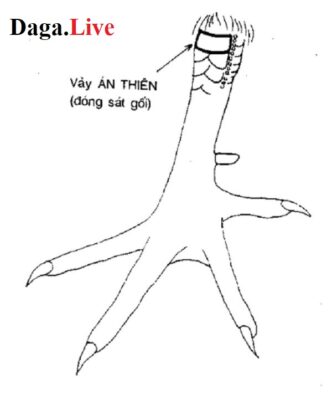 Vảy chân gà chọi - Vảy án thiên