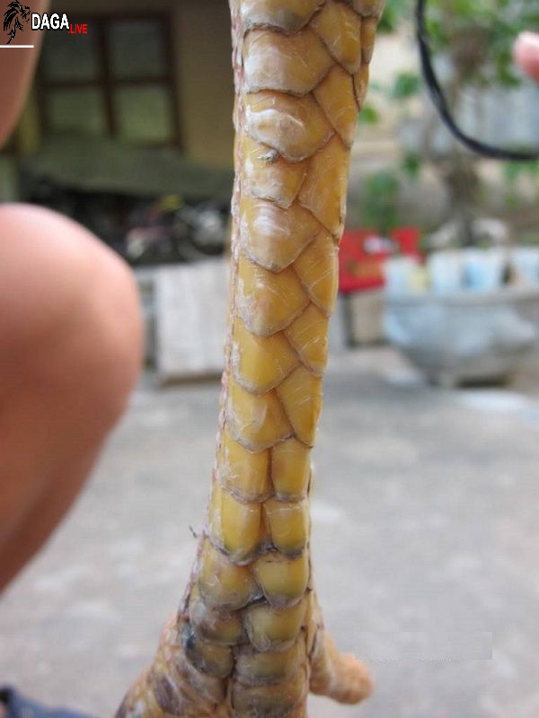 Chân gà chọi hay