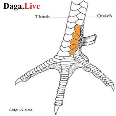 Vảy ví đao - Vảy chân gà chọi